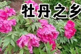 坐公交去：国花牡丹园视频封面