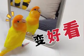 掌握这4点，小鹦鹉越养越好看！
