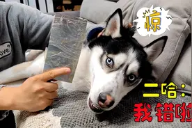 二哈跟主人打架，气焰嚣张无比，但当看到主人拿菜刀后，瞬间怂了视频封面