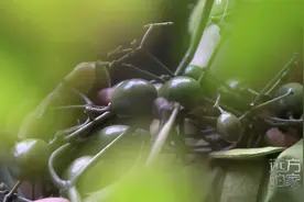 这是长臂猿爱吃的扁担藤果，没想到记者吃了也停不下来视频封面