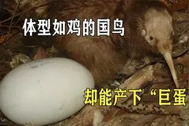 没有翅膀的国鸟，体型如鸡般大小，却能产下“巨蛋”视频封面