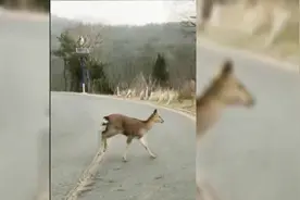 大连梅花鹿排队过马路 雄鹿忙着打架，母鹿带娃下山散步视频封面