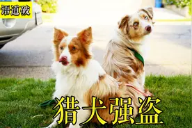 男孩收养一只流浪狗，为了补贴家用，狗狗还能这么做《猎犬强盗》视频封面