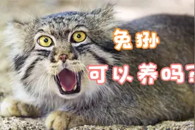 兔狲，猫中傻狍子究竟有多可爱，这货能家养吗？视频封面