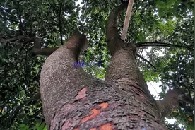 这种树人们为什么叫它“狗蛋树”呢视频封面