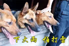 昆明犬一到下雨天就惨叫，难道它们也怕打雷吗？