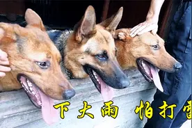 昆明犬一到下雨天就惨叫，难道它们也怕打雷吗？