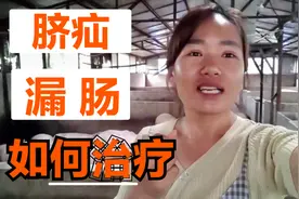 猪肚子下面的脐疝漏肠到底需不需要手术 ？养殖户都是怎么治疗？视频封面