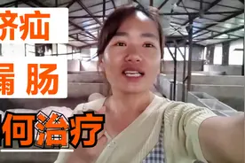 猪肚子下面的脐疝漏肠到底需不需要手术 ？养殖户都是怎么治疗？视频封面