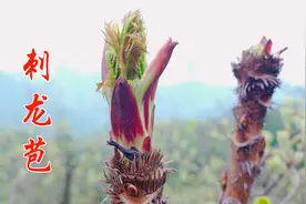 刺龙苞，浑身长满刺的野菜，更被称作“天下第一珍”，你吃过吗？