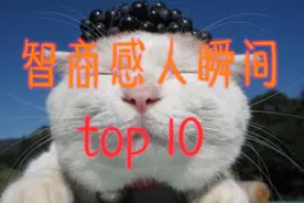 搞笑盘点TOP10：那些镜头下智商感人的瞬间视频封面