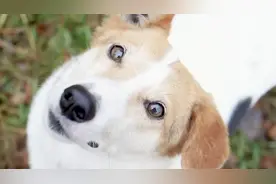 狗吃了葡萄会死，这是真的吗?看看专家是怎么说的.