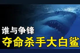 海洋顶级杀手大白鲨，到底有多凶猛？暗中下手，出奇制胜！视频封面