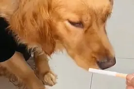 主人让狗狗抽烟，它赶紧把嘴捂住了，它也知道吸烟有害健康呀