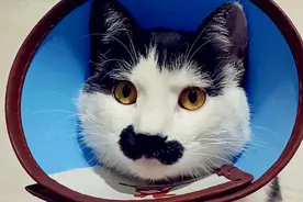 二哈猫割蛋七天后终于摘掉防护圈，它坐在那半小时呆呆干了一件事视频封面