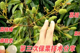 荔枝雌花谢花50天后，准备第三次保果，打1.5克赤霉素，兑水100斤视频封面
