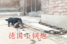 这个猎犬真厉害，7公斤重拉动80斤大铁链，兴奋度高超高！