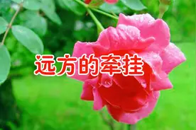 新歌！《远方的牵挂》思念就像飘零的落花，想你念你我泪如雨下视频封面