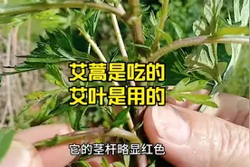 怎样区分艾蒿和艾叶？哪个可以吃，哪个不能吃？
