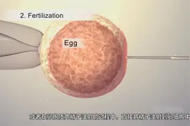3D动画：试管婴儿全过程视频封面
