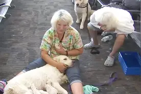 导盲犬要分娩了，可它的主人看不见，感人的事情发生了视频封面