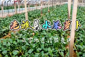 潍坊的萝卜好吃出名，你知道正宗地道的老潍县水果萝卜在哪吗？视频封面