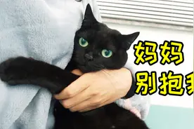 女主人强行抱住猫咪不让走，竟然发出哼哼唧唧的奶叫声，萌化了！视频封面