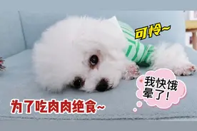自从狗狗吃过肉肉，宁愿绝食也不吃狗粮，主人：那就随你吧视频封面