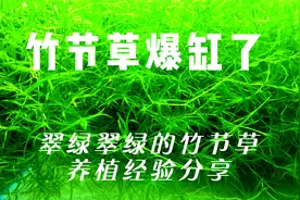 翠绿翠绿的竹节草该怎么养，今天给鱼友们分享下我养竹节草的经验视频封面