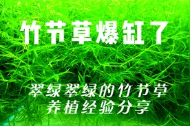 翠绿翠绿的竹节草该怎么养，今天给鱼友们分享下我养竹节草的经验视频封面