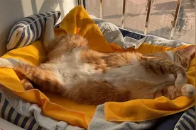 睡个午觉却被猫的鼻鼾声吵醒，还带节奏的，你们听听这还让人睡吗视频封面