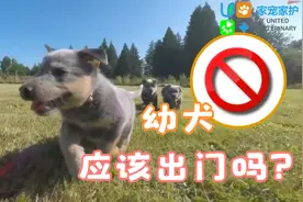 幼犬应该出门吗？养狗的22个误区Ⅳ