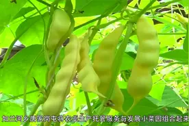 黑龙江省兰西县开展农业生产托管服务纪实视频封面
