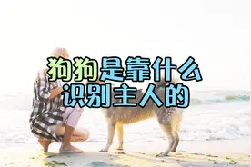 狗狗能够轻易识别出主人，它靠的是什么？视频封面