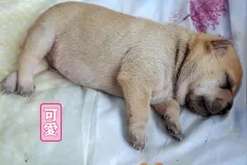田园犬独生子，每天吃得肚子鼓鼓的，越来越像小海豹，萌翻了视频封面