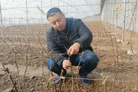 葡萄枝上的小白点是什么？视频封面