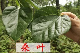 农村的桑叶火了，有人拿来煮水洗脸，用过的朋友快来说说看视频封面