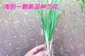 50块买了一颗新品种兰花，直立宽叶带龙根，还带3花苞，大赚视频封面