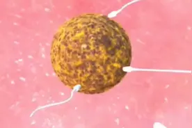 双胞胎原来是这样出生的，探究双胞胎的秘密，太神奇了！视频封面