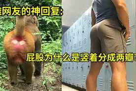 【沙雕网友神回复】屁股为什么是竖着分成两瓣？视频封面
