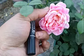 冬天也能开花的8个月季品种，要想冬天有花看，选对品种很重要