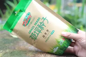 想种出一片草坪怎么办？园艺师教你，购买草坪种子，60天种出草坪视频封面