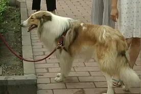 世界狂犬病日：关于狂犬病你了解多少？视频封面