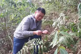 深山里的果子落了一地，可以生吃或炒着吃，很多人可能第1次见视频封面