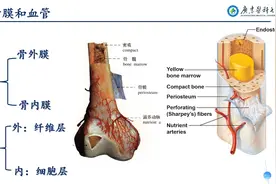 系统解剖学-骨学总论视频封面