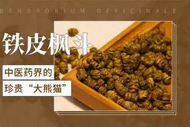 中医药界的珍贵“大熊猫”——铁皮枫斗视频封面