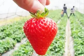 草莓教授的摄影展，用光影记录草莓的栽培，有啥新颖的栽培方式？视频封面
