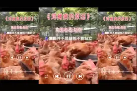 成年鸡瘫痪站不起来怎么治 鸡脚软站不起来怎么治吃什么药视频封面