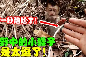 野外发现一只被遗弃的小猴子，小哥上前救助，没想到小猴子太逗了
