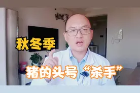 秋冬季猪急性死亡，是胸膜肺炎做的怪，养猪户一定要做好防治！视频封面